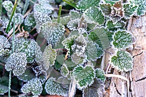 Selective focus. First frost on a frozen field plants, late autumn close-up. Beautiful abstract frozen microcosmos