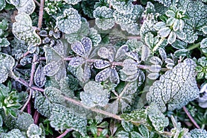 Selective focus. First frost on a frozen field plants, late autumn close-up. Beautiful abstract frozen microcosmos