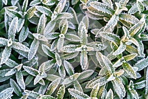 Selective focus. First frost on a frozen field plants, late autumn close-up. Beautiful abstract frozen microcosmos