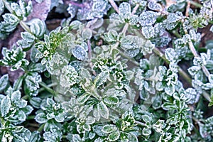 Selective focus. First frost on a frozen field plants, late autumn close-up. Beautiful abstract frozen microcosmos