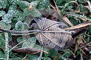 Selective focus. First frost on a frozen field plants, late autumn close-up. Beautiful abstract frozen microcosmos photo