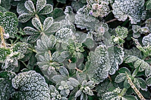 Selective focus. First frost on a frozen field plants, late autumn close-up. Beautiful abstract frozen microcosmos photo