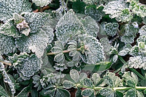 Selective focus. First frost on a frozen field plants, late autumn close-up. Beautiful abstract frozen microcosmos photo