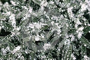 Selective focus. First snow on a frozen field plants, late autumn close-up. Beautiful abstract frozen microcosmos