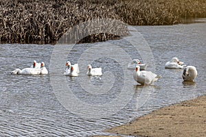 Selective focus of a flock of white geese on a river next to an artificial sandy beach