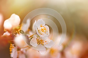 Selective focus on flower stamens and pistil