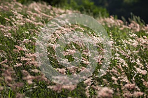 Selective focus Flowering of grass in late summer in Thailand. For background The grass strikes the evening light, the wind blows