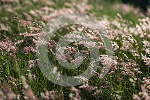 Selective focus Flowering of grass in late summer in Thailand. For background The grass strikes the evening light, the wind blows