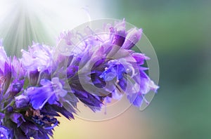 Selective focus of flowers of Lavandula stoechas in the garden. The Spanish lavender is a species of the flowering plant