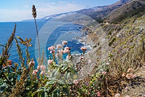 Selective focus on flowers with scenic view of Bixby Creek Bridge along rugged coastline of Big Sur with Santa Lucia Mountains