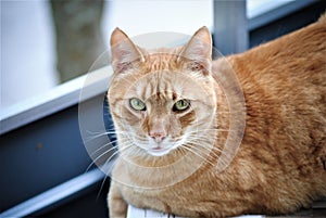 Selective focus of a fluffy orange cat with green eyes looking at the camera