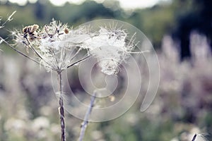 Selective focus, fluffy thistle plants in Hampstead Heath of London