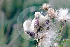 Selective focus, fluffy thistle plants in Hampstead Heath of London