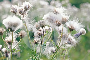Selective focus, fluffy thistle plants in Hampstead Heath of London