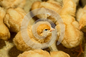 Selective focus of a fluffy yellow chick on a poultry farm, a concept of aviculture
