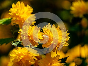 Selective focus on foreground of bright yellow flowers of Japanese kerria or Kerria japonica pleniflora on natural blurred