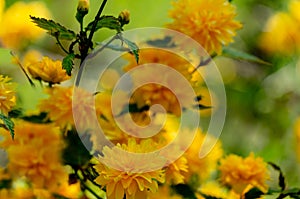 Selective focus on foreground of bright yellow flowers of Japanese kerria or Kerria japonica pleniflora