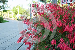 Selective focus on Red Fountainbush flowers Russelia equisetiformis against blurred green background. Also known as Firecracker, c photo