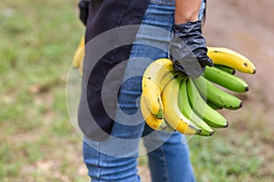 selective focus four bright yellow and green bananas in the hand of a gardener woman Wearing black gloves sold at the Thai fruit