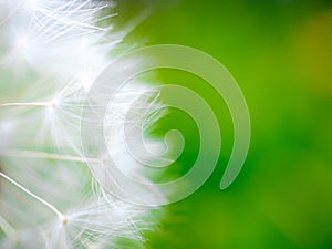 Selective focus on fragile fluffy white dandelion seeds. Dreaminess. Lightness.