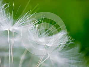 Selective focus on fragile fluffy white dandelion seeds. Dreaminess. Lightness.