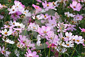 selective focus fresh beauty mix pink purple cosmos flower yellow pollen blooming in natural botany garden park
