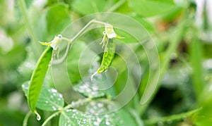 Selective focus on fresh bright green pea pods on a pea plants in a garden. Growing peas outdoors and blurred background