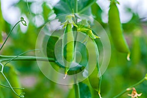 Selective focus on fresh bright green pea pods on a pea plants in a garden.