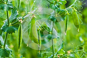 Selective focus on fresh bright green pea pods on a pea plants in a garden.
