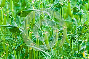 Selective focus on fresh bright green pea pods on a pea plants in a garden.