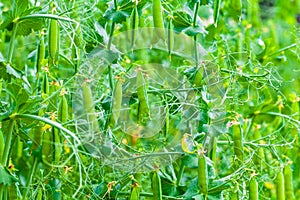 Selective focus on fresh bright green pea pods on a pea plants in a garden.