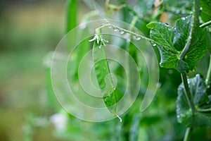 Selective focus on fresh bright green pea pods on a pea plants in a garden. Growing peas outdoors and blurred background