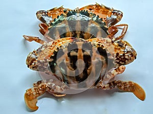Selective focus of Fresh Crucifix Crab isolated on a White Background