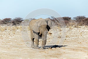 Selective focus frontal view of old elephant bull walking calmly across an arid area