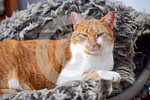 Selective focus of a funny orange and white cat with half-closed eyes having a rest