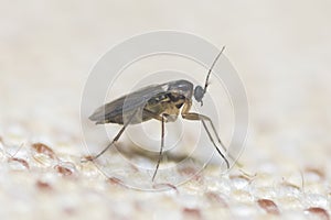 Side view of a gnat fly