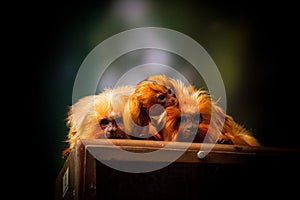 Selective focus of golden marmosets on a wooden board with blurred background