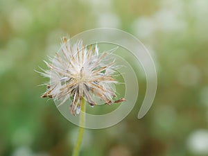 Selective focus of grass flower with green blurred background
