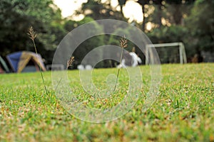 Selective focus on grass flowers on the lawn field with blurred girl playing the football in background in the evening