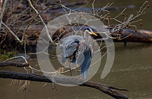 Selective focus of a great blue heron perched on a tree branch over a pond in a forest