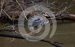 Selective focus of a great blue heron perched on a tree branch over a pond in a forest