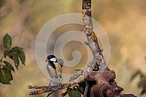 Selective focus of a great tit (Parus major) standing on a tree branch with blurred background