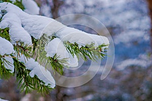 Selective focus of green branches of pine covered with snow inside the pine forest in Norway