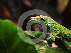 Selective focus of a green Comorian day gecko on a leaf photo