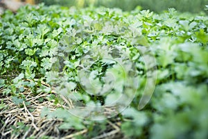 selective focus green coriander matures in farmers\' fields in Thailand