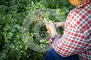 selective focus green coriander matures in farmers' fields in Thailand