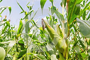 selective focus green corn on stalk