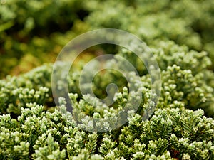 Selective focus of green fresh clump of mosses, small non-vascular flowerless plants, planted for decoration / beauty on the
