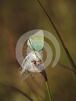 Selective focus of a green hairstreak standing on the Eriophorum with blurred background