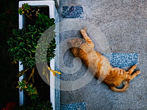 Selective focus of a green house plant with a sleeping orange cat in the background